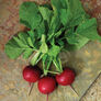 Crunchy Royale, Radish Seeds - 25,000 Seeds thumbnail number null